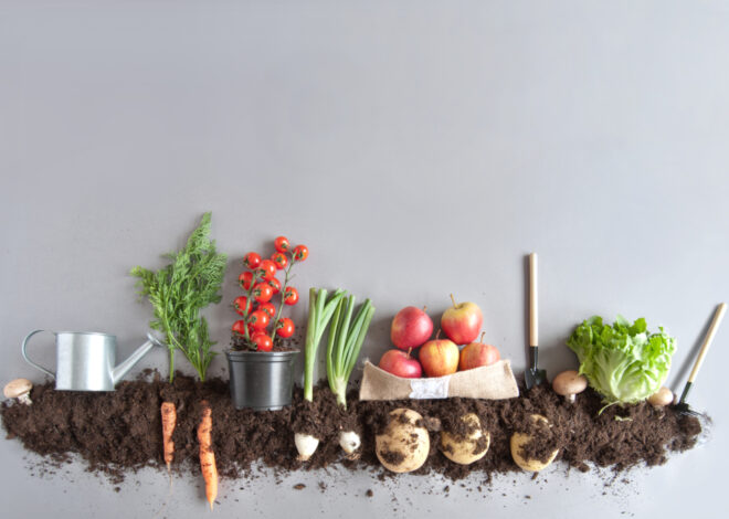 Wie pflanzliche Lebensmittel Ihre Gesundheit schützen: Die Vorteile einer pflanzlichen Ernährung