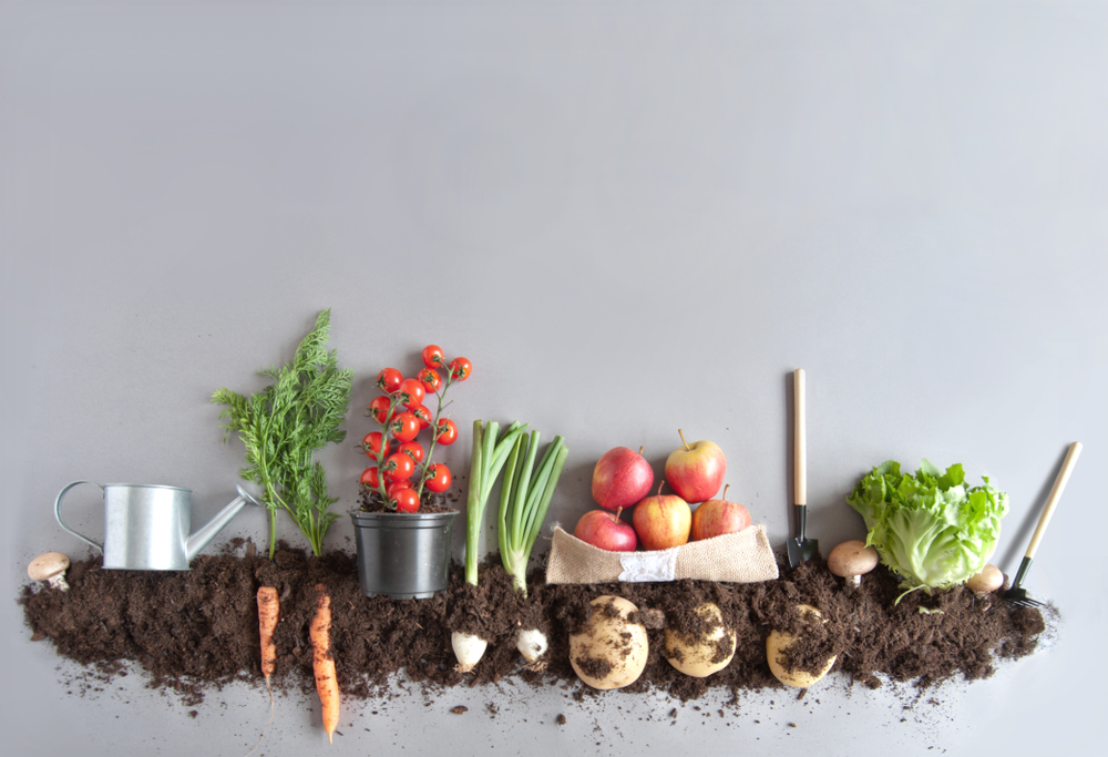 Wie pflanzliche Lebensmittel Ihre Gesundheit schützen: Die Vorteile einer pflanzlichen Ernährung
